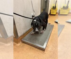 American Pit Bull Terrier Dogs for adoption in Martinez, CA, USA