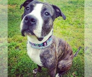 Bullboxer Pit Dogs for adoption in Gloversville, NY, USA
