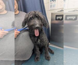Labradoodle Dogs for adoption in Mobile, AL, USA