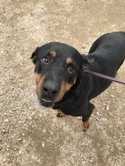 Rottweiler Dogs for adoption in Jackson, MS, USA