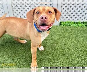American Pit Bull Terrier Dogs for adoption in West Palm Beach, FL, USA