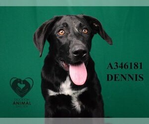 Labrador Retriever-Unknown Mix Dogs for adoption in Stockton, CA, USA