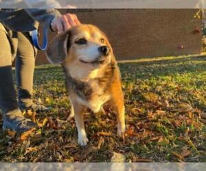 Beagle Dogs for adoption in Millersville, MD, USA