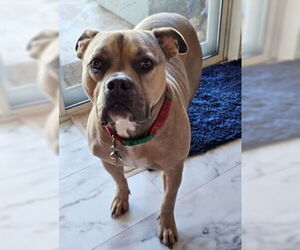 Bullboxer Pit Dogs for adoption in Ventura, CA, USA