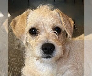 Mutt Dogs for adoption in Sherman Oaks, CA, USA
