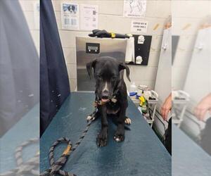 American Bulldog-Unknown Mix Dogs for adoption in Mobile, AL, USA