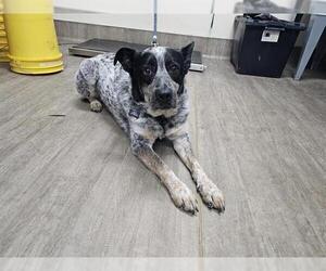 Mutt Dogs for adoption in Pasadena, CA, USA