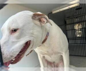 American Pit Bull Terrier-Unknown Mix Dogs for adoption in Houston, TX, USA