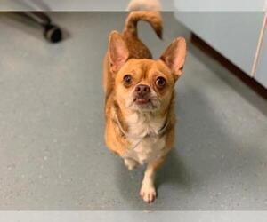 Chihuahua Dogs for adoption in Denver, CO, USA