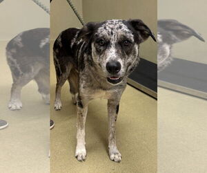Catahoula Leopard Dog Dogs for adoption in Petaluma, CA, USA