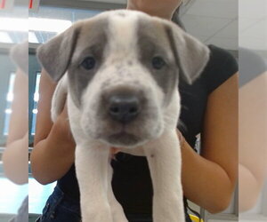 American Pit Bull Terrier-Unknown Mix Dogs for adoption in Oklahoma City, OK, USA