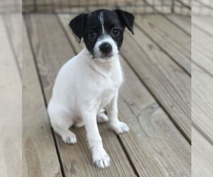 Mutt Dogs for adoption in Boston, MA, USA