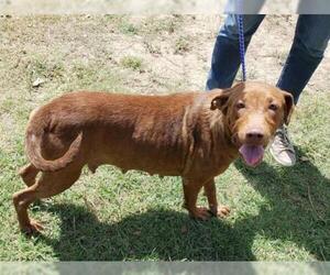 Labrador Retriever-Unknown Mix Dogs for adoption in Pipe Creek, TX, USA
