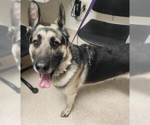 German Shepherd Dog Dogs for adoption in Bakersfield, CA, USA