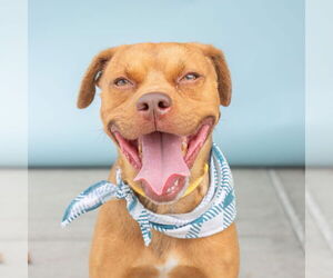 Chihuahua-Unknown Mix Dogs for adoption in Pasadena, CA, USA