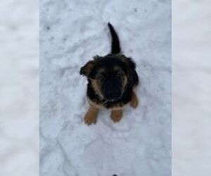 Mutt Dogs for adoption in Anchorage, AK, USA