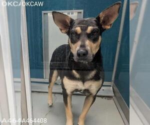 German Shepherd Dog Dogs for adoption in Oklahoma City, OK, USA