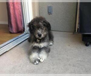 Bedlington Terrier Dogs for adoption in Menifee, CA, USA