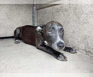 American Staffordshire Terrier Dogs for adoption in Fort Lauderdale, FL, USA