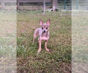 Chihuahua Dogs for adoption in Harrison, AR, USA