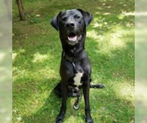 Labrador Retriever-Unknown Mix Dogs for adoption in Burlington, NC, USA