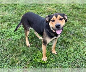 Rottweiler-Unknown Mix Dogs for adoption in McKinleyville, CA, USA