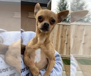 Chihuahua-Unknown Mix Dogs for adoption in Redding, CA, USA
