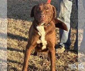Labrador Retriever-Retriever Mix Dogs for adoption in Washington, DC, USA