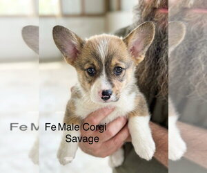 Mutt Dogs for adoption in Studio City, CA, USA