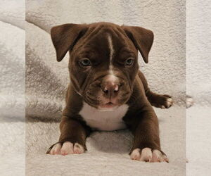 Bulldog Dogs for adoption in St. Louis Park, MN, USA