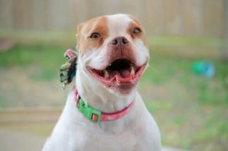 Bullboxer Pit Dogs for adoption in Tomball, TX, USA
