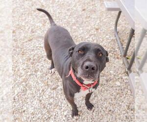 Labrador Retriever-Unknown Mix Dogs for adoption in Waco, TX, USA