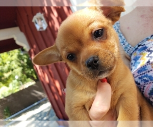 Chihuahua-Unknown Mix Dogs for adoption in Lakeport, CA, USA