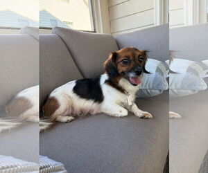 Chihuahua-Unknown Mix Dogs for adoption in Holly Springs, NC, USA