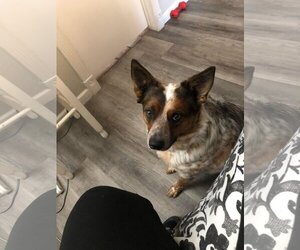 Small Red Heeler Mix