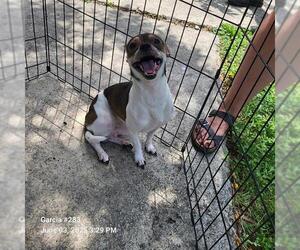 Chihuahua-Unknown Mix Dogs for adoption in San Antonio, TX, USA