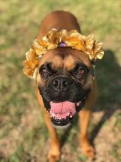Boxer Dogs for adoption in Houston, TX, USA