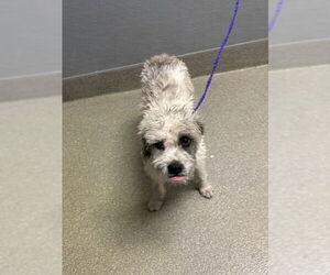 Mutt Dogs for adoption in Las Vegas, NV, USA