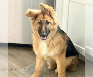 German Shepherd Dog-Unknown Mix Dogs for adoption in San Juan Capistrano, CA, USA