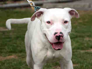 American Bulldog-Unknown Mix Dogs for adoption in Maumee, OH, USA