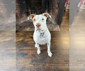 American Pit Bull Terrier-Unknown Mix Dogs for adoption in Boston, MA, USA