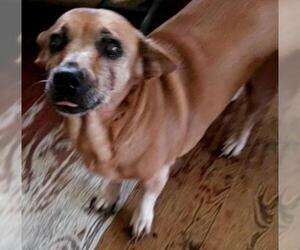 Chi-Corgi Dogs for adoption in Pembroke, GA, USA
