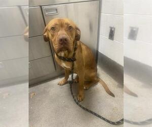 Unknown-Vizsla Mix Dogs for adoption in Forestville, MD, USA