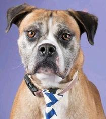 Boxer Dogs for adoption in Hillsboro, NH, USA
