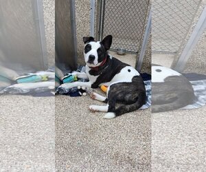 American Pit Bull Terrier-Border Collie Mix Dogs for adoption in Martinsburg, WV, USA