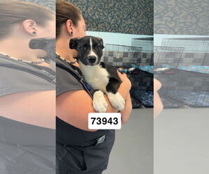 Australian Kelpie-Unknown Mix Dogs for adoption in Chico, CA, USA