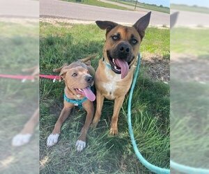 Black Mouth Cur Dogs for adoption in Brighton, CO, USA