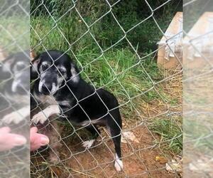 Dachshund-Unknown Mix Dogs for adoption in Staunton, VA, USA