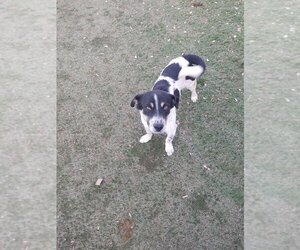Basschshund Dogs for adoption in garner, NC, USA