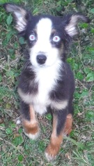 Australian Shepherd Dogs for adoption in Commerce, GA, USA